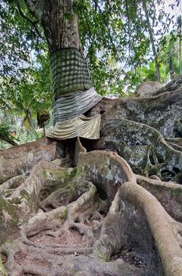 Albero sacro avvolto nei tessuti tradizionali balinesi